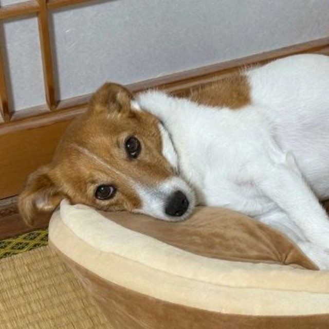 どら焼きクッションの上で寝そべるノアさん（画像提供：ノアペコさん）