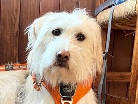 【雑種犬図鑑.３】モジャ毛のおとぼけ顔と、控えめな性格がキュートな「ビスコッティ」