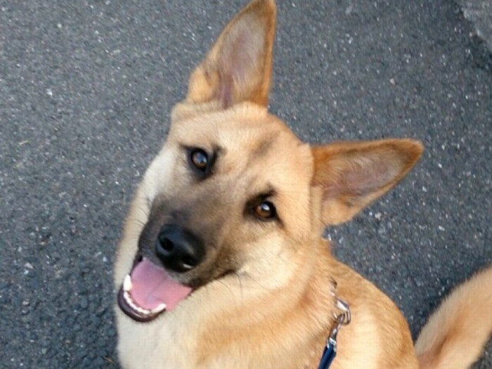 りりしくなったチャーリー