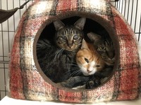 同部屋のキナコくんも入って猫団子状態だニャ