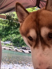 ノアくん「僕、泳ぐの好きなんだわん」（提供：husky_noixさん）