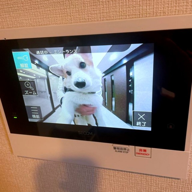 「？」と小首をかしげるぱんちゃん（画像提供：ぱん コーギーさん）