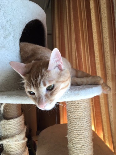 キャットタワーから「下界」を見下ろすきなこ