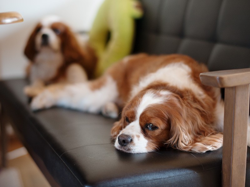 「ハルの相手は疲れるよ」（小林写函撮影）