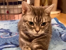 尻尾が曲がっていたから出合えた双子猫　アメリカンショートヘアの「JIN」