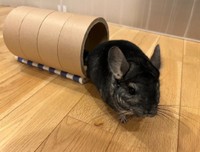 きっぷの芯で遊ぶチンチラのぞんちゃん／MATCHさん（@match.ko）提供