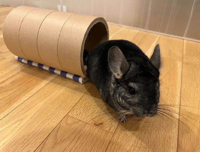 きっぷの芯で遊ぶチンチラのぞんちゃん／MATCHさん（@match.ko）提供