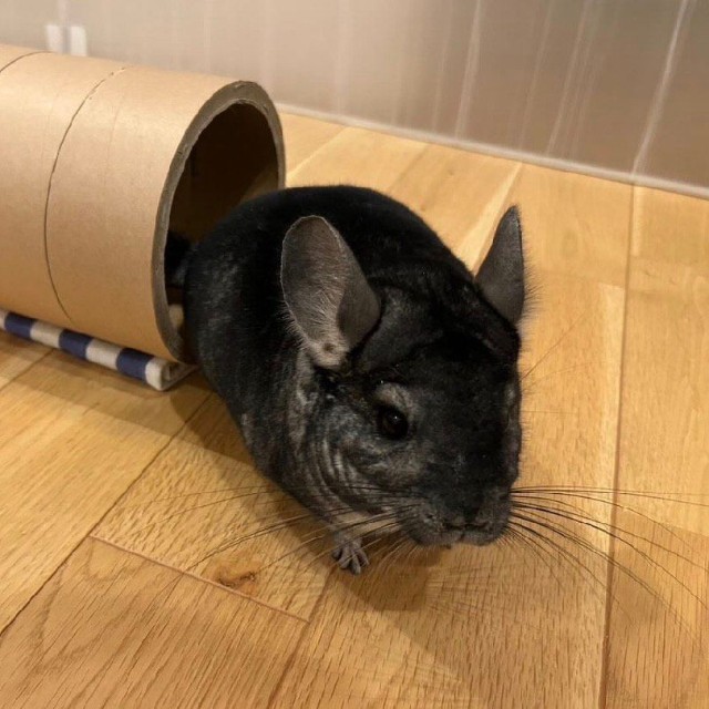 きっぷの芯で遊ぶチンチラのぞんちゃん／MATCHさん（@match.ko）提供