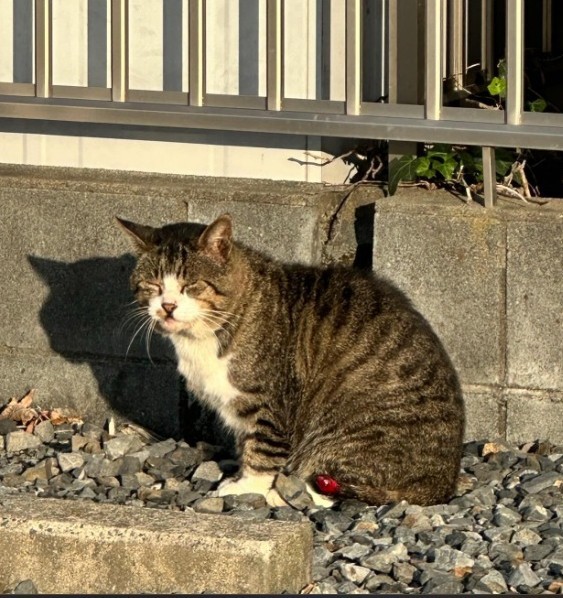 尻尾が赤くなって腫れていたという（「保護猫シェアハウス てぃーるーむ」さん提供、Instagramよりキャプチャ撮影）