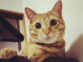 道路脇で少年が拾った子猫　母のペットロスの記憶を吹き飛ばす