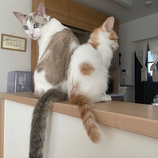 ベルちゃんとテンちゃん。いつも一緒にいた。