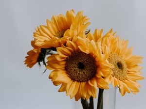 暑い日でも「秋だから」長袖を着た私と、ひまわり柄のワンピース