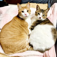 5歳を迎えたふたり。今も昔も仲良し（左から）タルトくん、ショコラくん（画像提供：ショコタルさん）