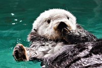 普段のリロくんの様子（写真提供：マリンワールド海の中道）