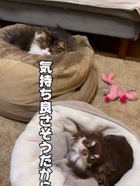 ビーズクッションでくつろぐルチアちゃんがうらやましいペットベッドにいるティムくん（おっとさん提供、Instagramよりキャプチャ撮影）