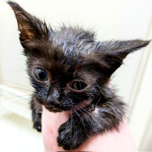 生後1カ月半のあんずちゃん（画像提供：きのひとまるさん）