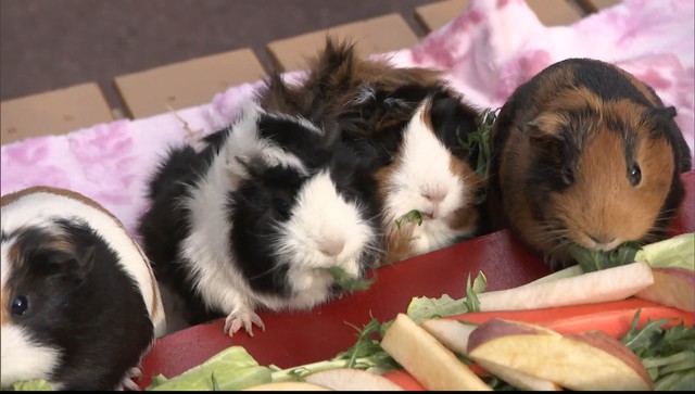 動物園のモルモットに恵方巻をプレゼント　今年の干支・ネズミの仲間　岡山市