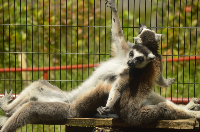 お腹に日光を当てて日光浴