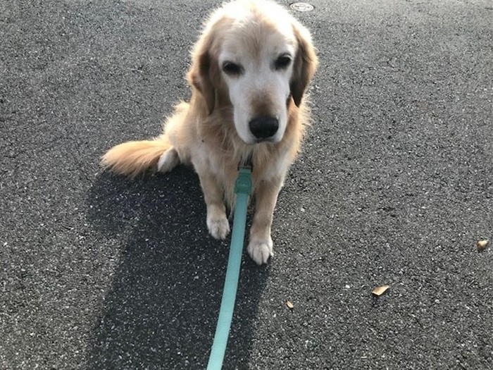 「パパ、なでなでして」