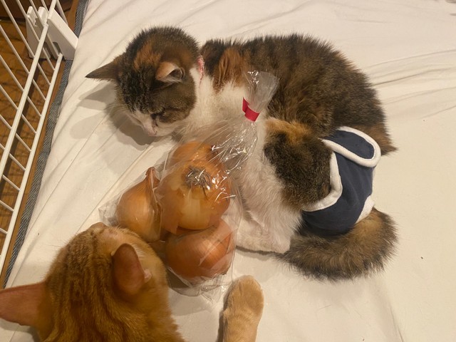 犬猫に玉ねぎやねぎ類を食べさせてはいけないということではありますが…