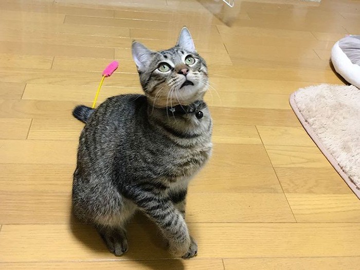 家に来たばかりのちくわ（さわたさん提供）