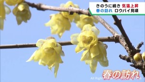 ロウバイの花が見頃　宮城・白石市の薬師寺