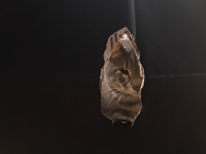 「トラちゃん僕のことどう思ってるんだろ」（山下さん提供）