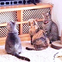 テレビに映る鳥を見つめる（左から）チーちゃん、福ちゃん、幸くん（画像提供：こにゃんゴーさん）