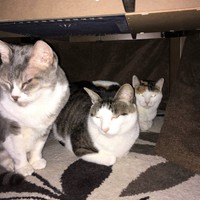 手前から、ジジちゃん（16歳）モモ太くん（5歳）みくちゃん（18歳）。コタツの中では仲良しです