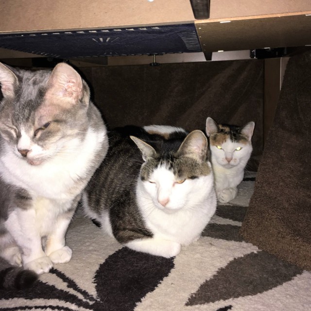 手前から、ジジちゃん（16歳）モモ太くん（5歳）みくちゃん（18歳）。コタツの中では仲良しです