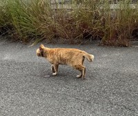 首元に切られた跡があるキジ白猫（タノビケルトさん提供）