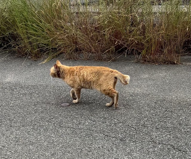 首元に切られた跡があるキジ白猫（タノビケルトさん提供）