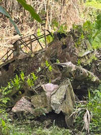 ペリリュー島に残る零戦の残骸＝©武田一義・白泉社／2025「ペリリュー－楽園のゲルニカ－」製作委員会