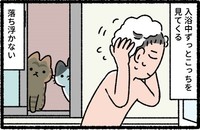 銭湯利用中のお客の様子を見つめる猫たち　(C)pandania