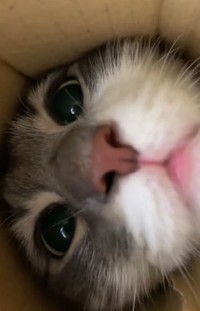 レイくんが鼻をヒクヒク（ネコランドさん提供、Twitterよりキャプチャ撮影）