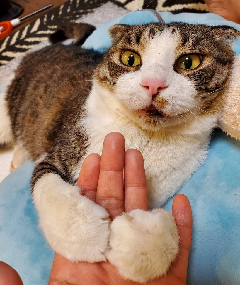 生きる意志を見てくれたとも君（提供画像）