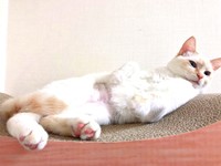 お迎え直後、リラックスした様子のひなたちゃん（画像提供：hinataさん）