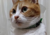 わがまま娘って誰のこと？＝かなたさん（@S6TXKpDov2VJIDO）提供