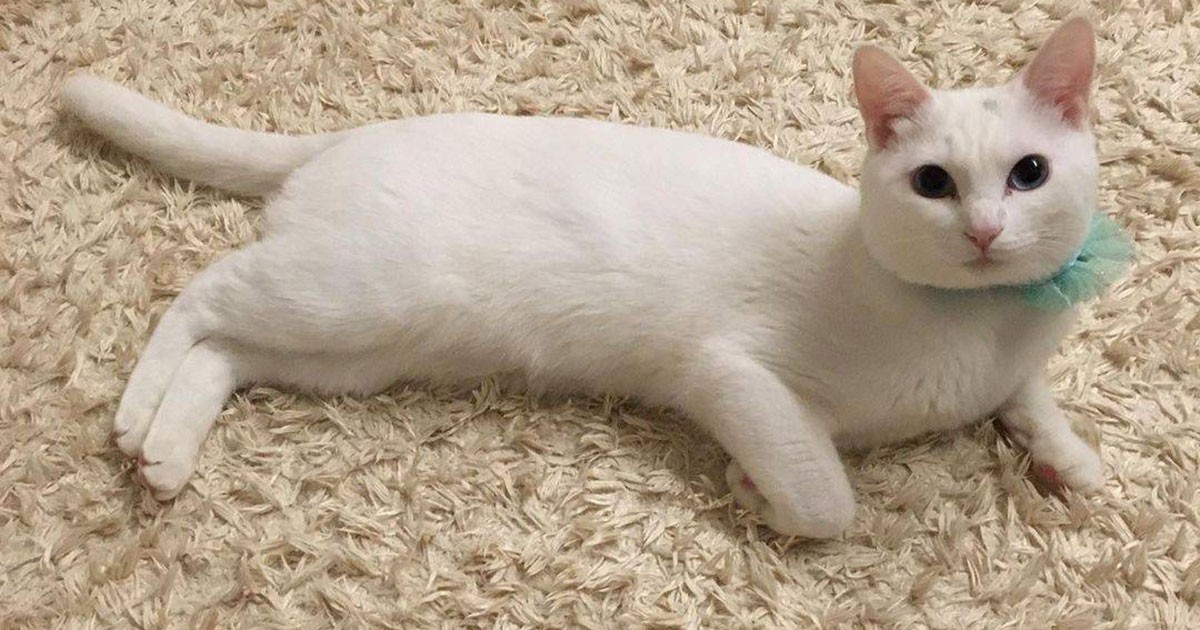 子どもたちをなぐさめたり、寝かしつけてくれたり……優しくて姉御肌な白