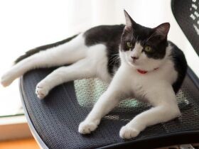 ここ快適ですにゃ　飼い主が席を立つと必ず場所を奪うハチワレ猫「グラン」