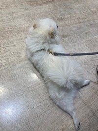 社交的なこむぎくんは動物病院でもこのリラックスぶり☆（提供：ポメラニアンのこむぎさん）