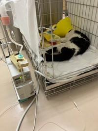 保護された猫は、重度の痩せと脱水で皮膚をつまんでも戻らないほど衰弱（浅井院長提供）
