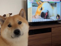 「波打ち過ぎる舌」がテレビでも紹介されました（画像提供：柴犬ふう太さん @fufufufufu_ta）