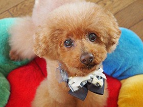 歯がきれいな16歳のトイプードル「宙」　ひけつは朝晩の歯磨き