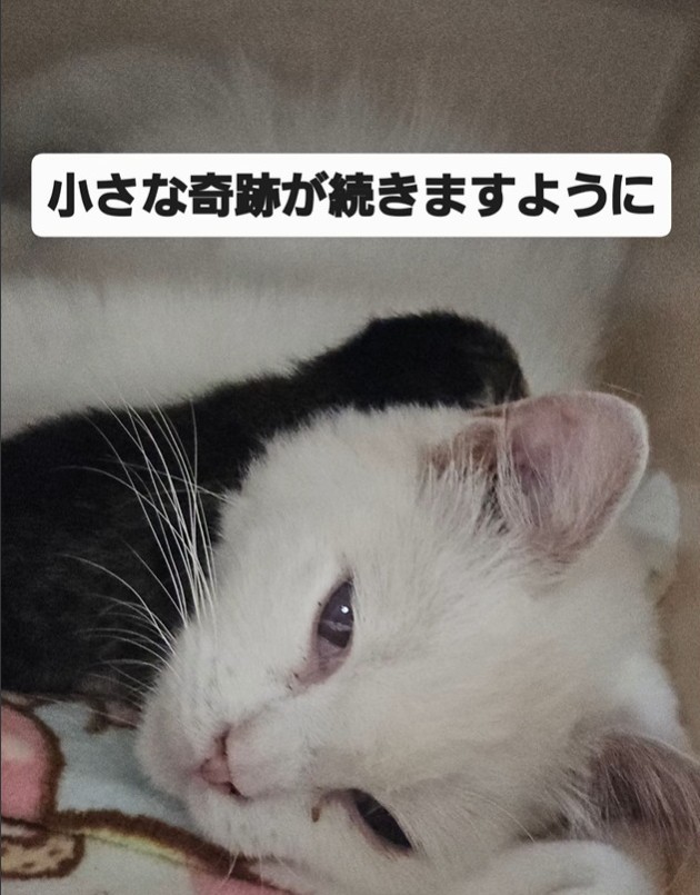 リリーちゃんは、希望くんのお母さん代わり（「NPO法人 アニマルスマイル香川」さん提供、Instagramよりキャプチャ撮影）