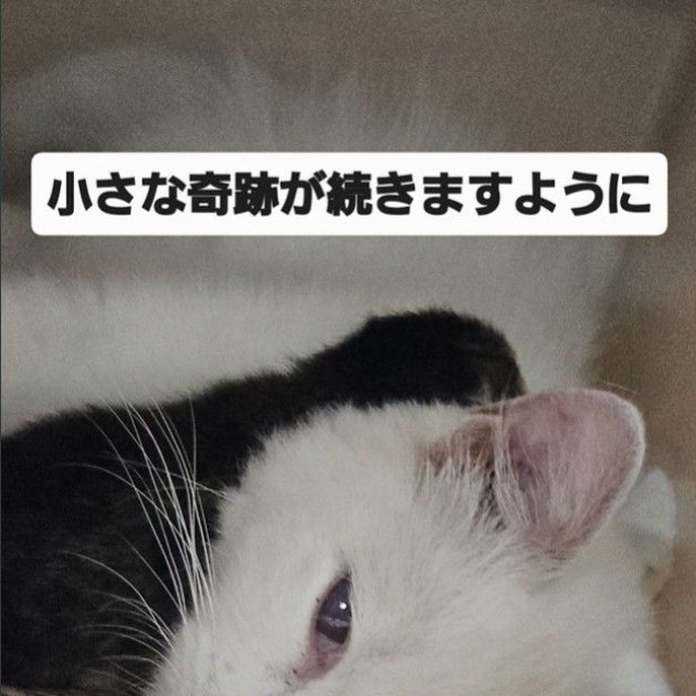 リリーちゃんは、希望くんのお母さん代わり（「NPO法人 アニマルスマイル香川」さん提供、Instagramよりキャプチャ撮影）