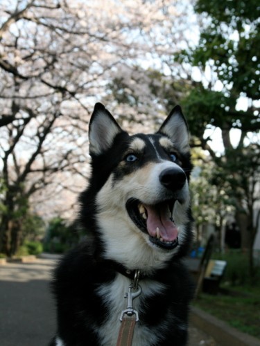 犬との記憶は薄れてしまうものなのか 犬 猫との幸せな暮らしのためのペット情報サイト Sippo