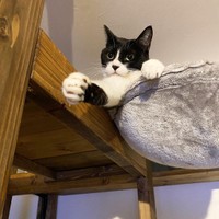 握手しようにゃ～