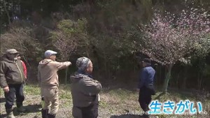 宮城・大川小学校を襲った津波で孫を２人亡くした男性　思いを込めて桜を育てる