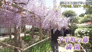 仙台市指定天然記念物「子平町の藤」満開に